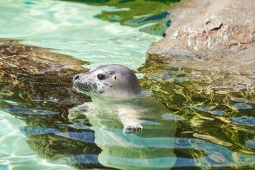 泳いでいるゴマフアザラシの赤ちゃん
