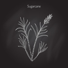 Sugarcane Saccharum officinarum