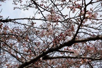 桜の蕾