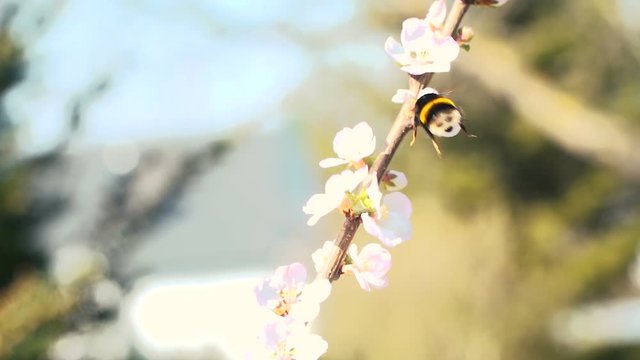flei&szlig;ige hummel fliegt von bl&uuml;te zu bl&uuml;te