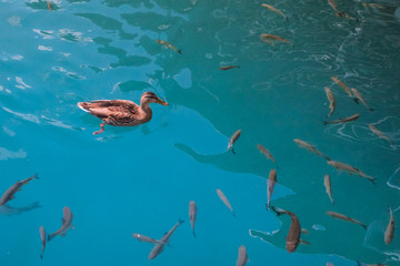 a duck floating on water with fish