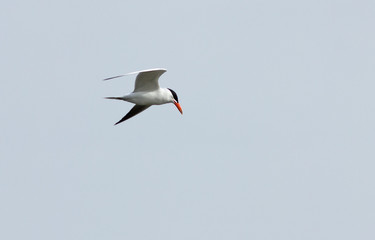 Common tern (Sterna hirundo) in the flight