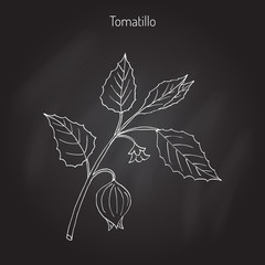 Tomatillo Physalis philadelphica 