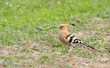 Hoopoe (Upupa epops) in the field, Kalmykia, Russia
