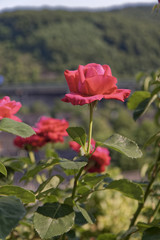 Red, fragrant rose in the garden