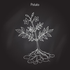 Potato plant vector