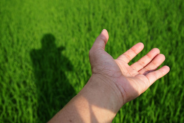 Field hand and shadow