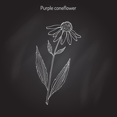 Purple coneflower echinacea purpurea , medicinal plant
