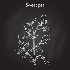 Sweet pea Lathyrus odoratus 