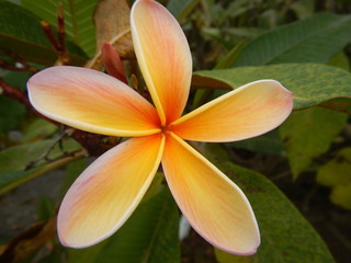 Obraz premium Frangipani