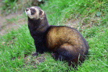 Polecat