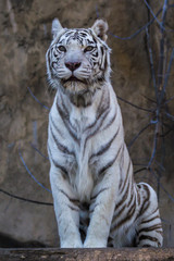 White tiger - Bengal tiger species with a congenital mutation. The mutation leads to a fully white color of the tiger with black and brown stripes on white fur and blue eyes.