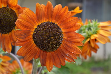 Bright Sunflower