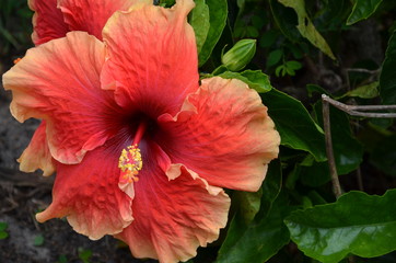 Obraz premium Hibiscus flower