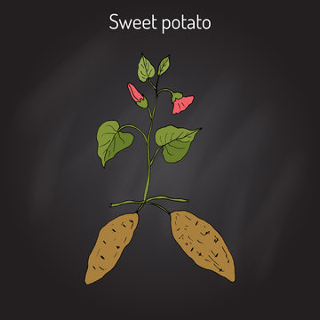 Sweet Potato ipomoea batatas 