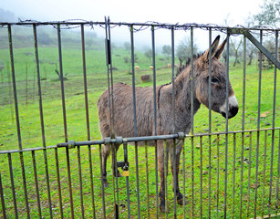 Donkey behind the iron fence - obrazy, fototapety, plakaty