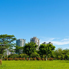 Obraz premium park and modern building in the city.
