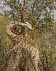 Giraffes, with twisted necks, one standing tall, one showing teeth, Kruger National Park, South Africa