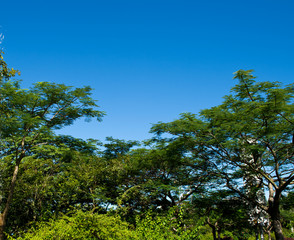 Obraz premium Green branches in a garden.