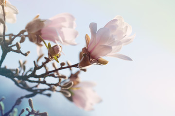 Beautiful magnolia in the spring park