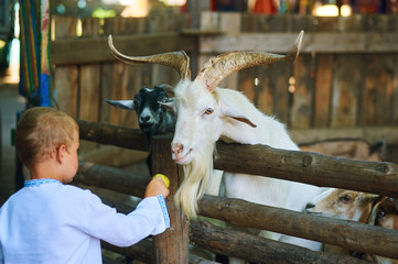 Small children feeding goats at a goat farm.