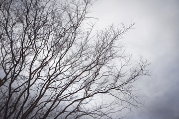 Fototapeta na wymiar Black branches in the sky white