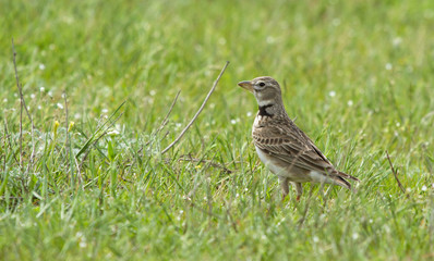 Calandra lark (Melanocorypha calandra) on the field, Kalmykia, Russia