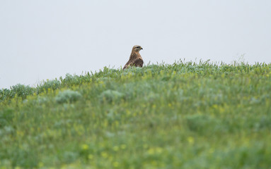 Common buzzard (Buteo buteo) sits on the field, Kalmykia, Russia