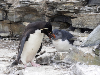 Rockhopper Penguin, Eudyptes chrysocome, feed the baby, Sea Lion Island, Falkland / Malvinas