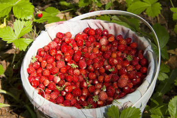 Red ripe berries of wild strawberries on a summer morning in the forest