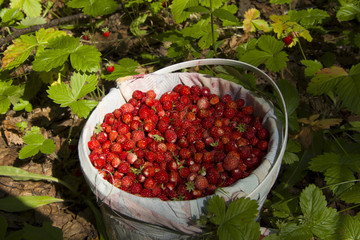 Red ripe berries of wild strawberries on a summer morning in the forest