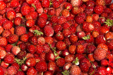 Red ripe berries of wild strawberries on a summer morning in the forest