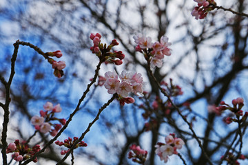 桜の花