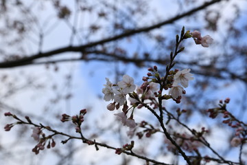 桜の花