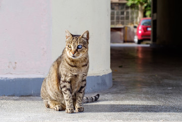 Fototapeta premium Tough cat portrait