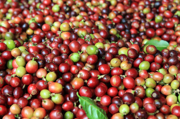 Travel to Doi Suthep, Chiangmai, Thailand. The red and green coffee berries closeup for background.