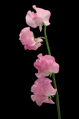 桃色のスイートピー