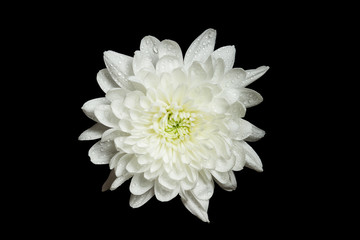 White chrysanthemum in water splashes, isolated on black