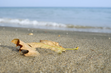 Autumn mood on the black sea 2