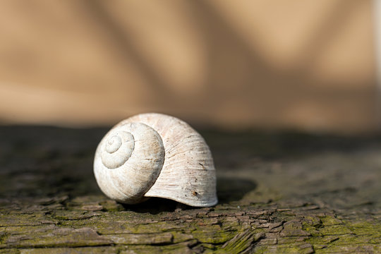 Empty snail shell. Calcified Roman snail shell. White snail shell on wood.
