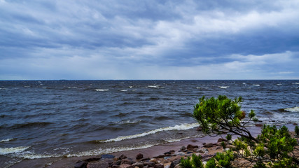 Russia. Summer 2016. Storm in St. Petersburg, on the Gulf of Finland.