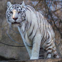 White tiger - Bengal tiger species with a congenital mutation. The mutation leads to a fully white color of the tiger with black and brown stripes on white fur and blue eyes.