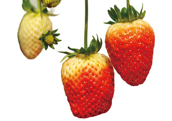 Croped straberry on the white background