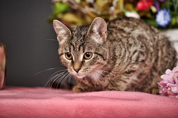 Gray, striped kitten on pink velvet in studio on a background of flowers
