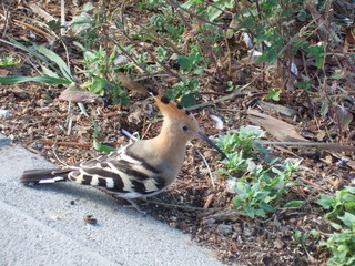 Obraz premium Vogel im Grünen