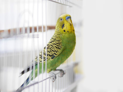 Green wavy parrot is sitting on a white cage. The parrot looks out of the cage.