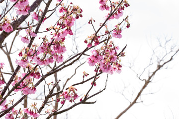 桜　サクラ　さくら