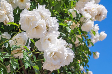Beautiful white roses 1