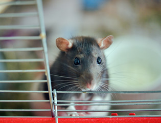 Rat in a cage