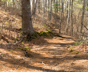 Trail through the forest